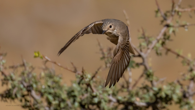 Benekli Sinekkapan - Muscicapa striata kuş fotoğrafı