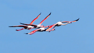 Flamingo
