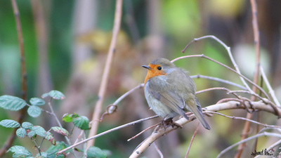 Kızılgerdan - Erithacus rubecula kuş fotoğrafı