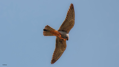 Ala Doğan - Falco vespertinus kuş fotoğrafı