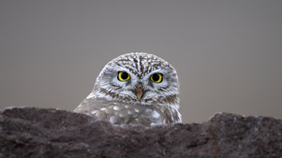 Kukumav (Athene noctua) - Ankara / Gölbaşı kuş fotoğrafı