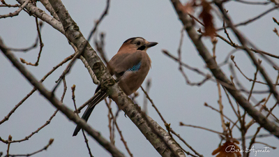 Alakarga - Garrulus glandarius kuş fotoğrafı
