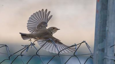 Benekli Sinekkapan (Muscicapa striata) - Isparta / Merkez kuş fotoğrafı