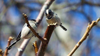 Uzunkuyruklu Baştankara - Aegithalos caudatus kuş fotoğrafı