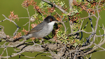 Maskeli Ötleğen - Curruca melanocephala kuş fotoğrafı