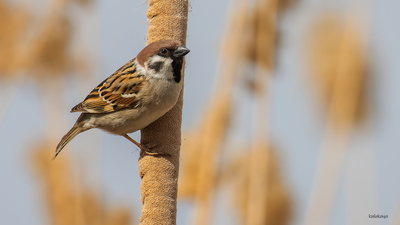 Ağaç Serçesi - Passer montanus kuş fotoğrafı