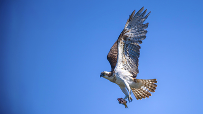 Balık Kartalı - Pandion haliaetus kuş fotoğrafı