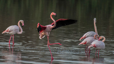 Flamingo