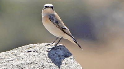 Kuyrukkakan (Oenanthe oenanthe) - Çanakkale / Ezine kuş fotoğrafı
