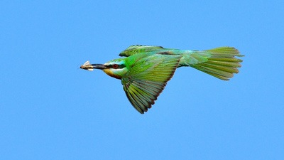 Yeşil Arıkuşu - Merops persicus kuş fotoğrafı