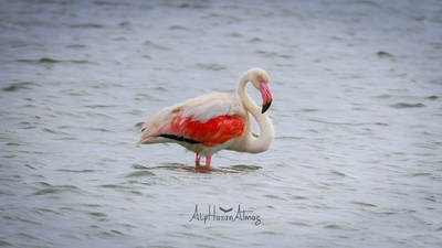Flamingo