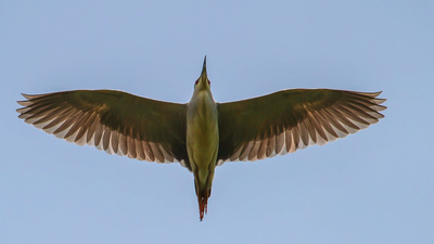 Gece Balıkçılı - Nycticorax nycticorax kuş fotoğrafı