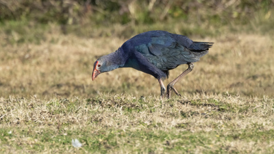 Sazhorozu - Porphyrio poliocephalus kuş fotoğrafı