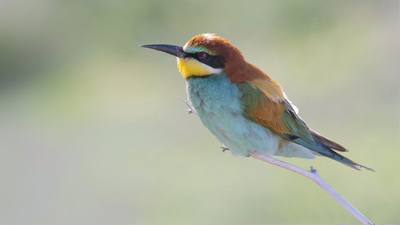 Arıkuşu - Merops apiaster kuş fotoğrafı