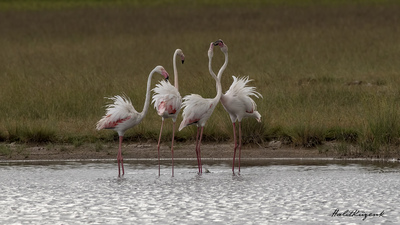 Flamingo