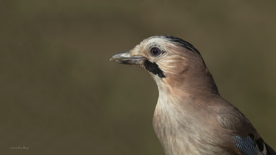Alakarga