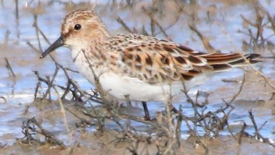 Küçük Kumkuşu (Calidris minuta) - Çanakkale / Ezine kuş fotoğrafı