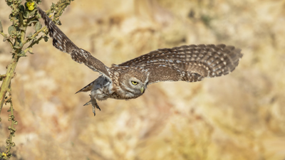Kukumav (Athene noctua) - Ankara / Çankaya kuş fotoğrafı