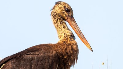 Kara Leylek - Ciconia nigra kuş fotoğrafı