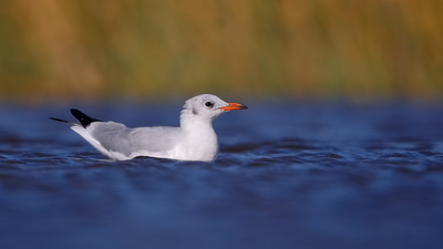 Karabaş Martı (Chroicocephalus ridibundus) - İzmir / Aliağa kuş fotoğrafı