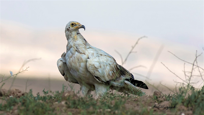 Küçük Akbaba - Neophron percnopterus kuş fotoğrafı