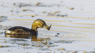 Küçük Batağan - Tachybaptus ruficollis kuş fotoğrafı