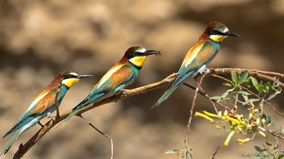 Arıkuşu - Merops apiaster kuş fotoğrafı