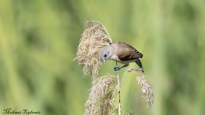 Çulhakuşu - Remiz pendulinus kuş fotoğrafı