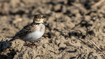 Boğmaklı Toygar (Melanocorypha calandra) - Isparta / Atabey kuş fotoğrafı