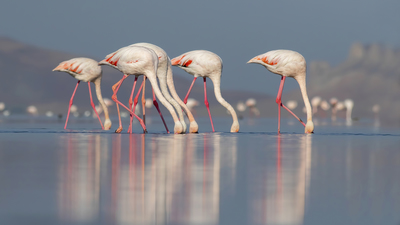 Flamingo