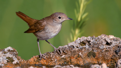 Bülbül - Luscinia megarhynchos kuş fotoğrafı