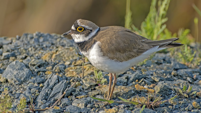 Halkalı Küçük Cılıbıt - Charadrius dubius kuş fotoğrafı