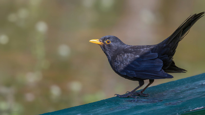 Karatavuk