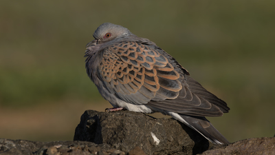 Üveyik (Streptopelia turtur) - İstanbul / Beykoz kuş fotoğrafı