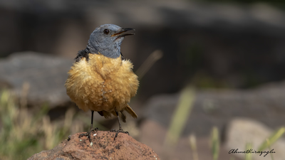 Taşkızılı (Monticola saxatilis) - Ankara / Ayaş kuş fotoğrafı