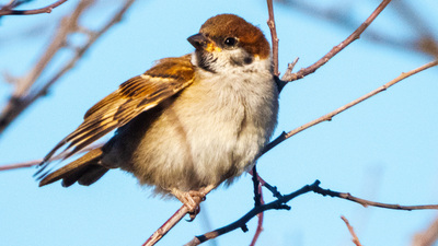 Ağaç Serçesi - Passer montanus kuş fotoğrafı