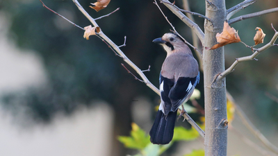 Alakarga - Garrulus glandarius kuş fotoğrafı