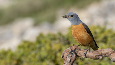 Taşkızılı - Monticola saxatilis kuş fotoğrafı