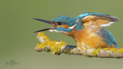 Yalıçapkını - Alcedo atthis kuş fotoğrafı