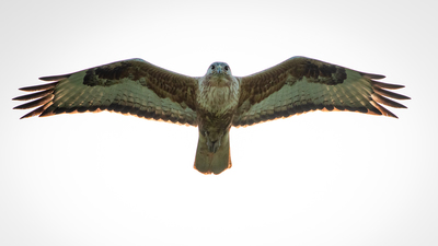 Kızıl Şahin - Buteo rufinus kuş fotoğrafı