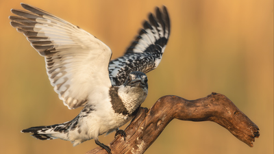 Alaca yalıçapkını (Ceryle rudis) - Adana / Karataş kuş fotoğrafı