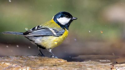Büyük Baştankara - Parus major kuş fotoğrafı