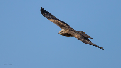 Kara Çaylak (Milvus migrans) - Bilecik / Bozüyük kuş fotoğrafı