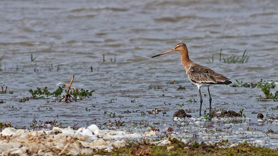 Çamurçulluğu - Limosa limosa kuş fotoğrafı