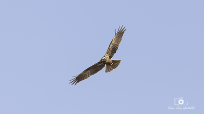 Saz Delicesi