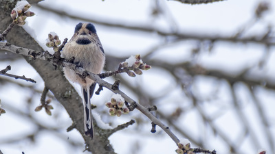 Uzunkuyruklu Baştankara - Aegithalos caudatus kuş fotoğrafı