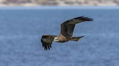 Kara Çaylak - Milvus migrans kuş fotoğrafı