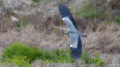 Gri Balıkçıl - Ardea cinerea kuş fotoğrafı