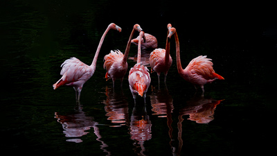 Flamingo