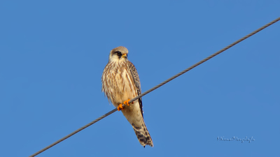 Ala Doğan - Falco vespertinus kuş fotoğrafı